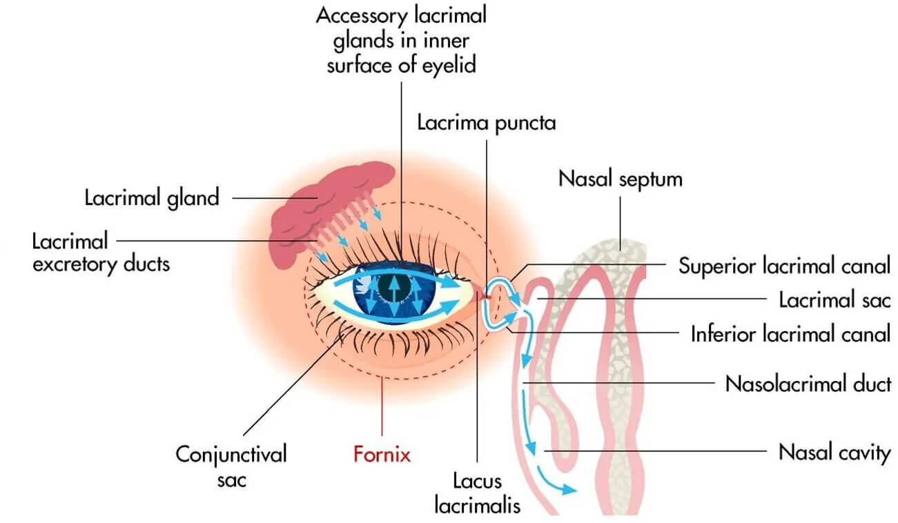 dry-eye-anatomy